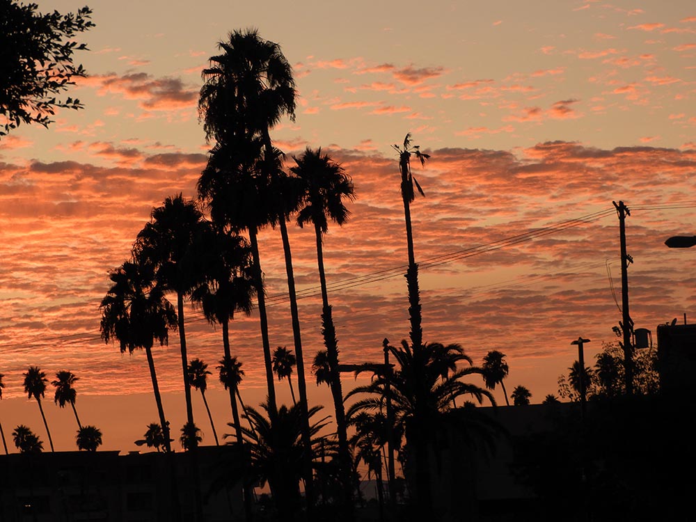 palme a los angeles